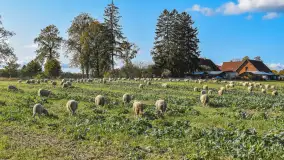 Fotorelacja z Mazurskiego Redyku w Sołdanach, październik 2024 - zdjęcie 33