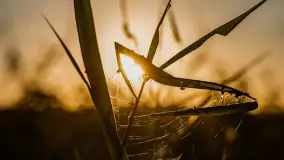 Wschód słońca nad jeziorem Iławki, październik 2024 r. - zdjęcie 21