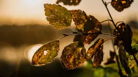 Wschód słońca nad jeziorem Iławki, październik 2024 r. - zdjęcie 29