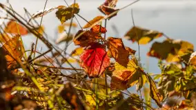 Jesień nad jeziorem Niegocin, październik 2024 r. - zdjęcie 10