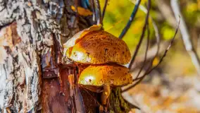 Jesień nad jeziorem Niegocin, październik 2024 r. - zdjęcie 19