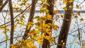 Jesień nad jeziorem Niegocin, październik 2024 r. - zdjęcie 21