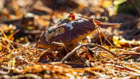 Kolory Mazur w drugiej połowie listopada, 2024 r. - zdjęcie 24