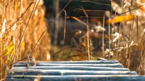 Kolory Mazur w drugiej połowie listopada, 2024 r. - zdjęcie 9