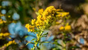 Podsumowanie mazurskiej, złotej jesieni 2024, cz. I - zdjęcie 47