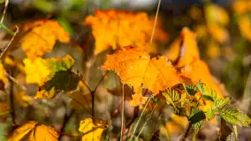 Podsumowanie mazurskiej, złotej jesieni 2024, cz. I - zdjęcie 10