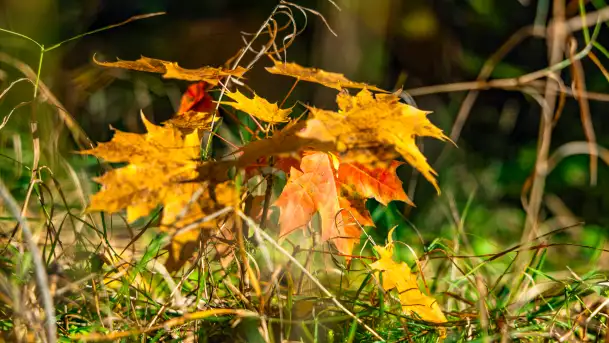 Podsumowanie mazurskiej, złotej jesieni 2024, cz. I - zdjęcie 4