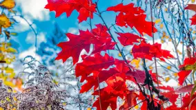 Podsumowanie mazurskiej, złotej jesieni 2024, cz. I - zdjęcie 15