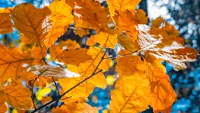 Podsumowanie mazurskiej, złotej jesieni 2024, cz. I - zdjęcie 20