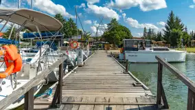 Tło dla Mew, sezon 2024 r. - zdjęcie 2