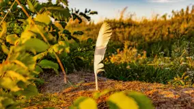 Sierpniowy zachód słońca, jezioro Kisajno i mazurska przyroda - zdjęcie 22