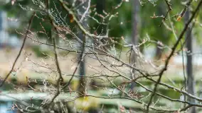 Przedwiośnie w Puszczy Boreckiej, kwiecień 2021 r. - zdjęcie 2