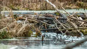 Przedwiośnie w Puszczy Boreckiej, kwiecień 2021 r. - zdjęcie 4