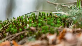 Przedwiośnie w Puszczy Boreckiej, kwiecień 2021 r. - zdjęcie 18