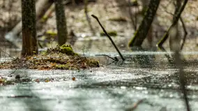 Przedwiośnie w Puszczy Boreckiej, kwiecień 2021 r. - zdjęcie 32