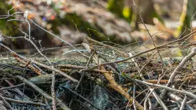 Przedwiośnie w Puszczy Boreckiej, kwiecień 2021 r. - zdjęcie 35