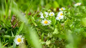 Jezioro Gawlik na początku później wiosny, maj 2021 r. - zdjęcie 4