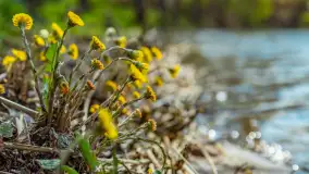 Jezioro Gawlik na początku później wiosny, maj 2021 r. - zdjęcie 18