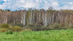 Wiosenne akcenty na mazurskich łąkach, maj 2021 r. - zdjęcie 19