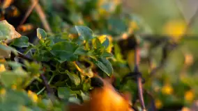 Zachód słońca nad jeziorem Dargin, styczeń 2025 r. - zdjęcie 7