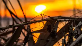 Zachód słońca nad jeziorem Dargin, styczeń 2025 r. - zdjęcie 30