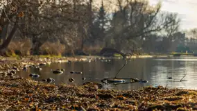Popołudnie nad jeziorem Kisajno przy Pierkunowie, styczeń 2025 r. - zdjęcie 25