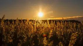 Zachód słońca nad jeziorem Kisajno, Piękna Góra, luty 2025 r. - zdjęcie 3