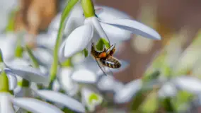Przedwiośnie w Węgorzewie nad kanałem Młyńskim, marzec 2025 r. - zdjęcie 14