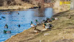 Przedwiośnie w Węgorzewie nad kanałem Młyńskim, marzec 2025 r. - zdjęcie 24