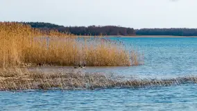 Półwysep Szeroki Ostrów, marzec 2025r. - zdjęcie 16