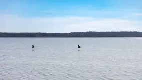 Półwysep Szeroki Ostrów, marzec 2025r. - zdjęcie 21