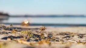 Pole biwakowe nad jeziorem Śniardwy. Okartowo, marze  2025r. - zdjęcie 35