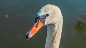 Kanał Grunwaldzki i szukanie wiosny przed sezonem 2025 - zdjęcie 27