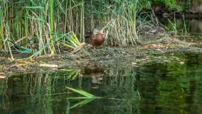 Popołudniowy spływ na Krutyni, sierpień 2025 r. - zdjęcie 17