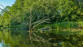 Popołudniowy spływ na Krutyni, sierpień 2025 r. - zdjęcie 29