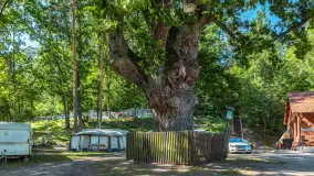 Nasza porty partnerskie - Pod Dębem, jezioro Nidzkie, sierpień 2025 r. - zdjęcie 4