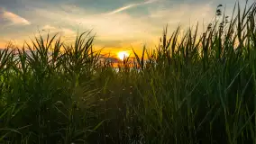 Zachód słońca nad jeziorem Śniardwy, Szeroki Ostrów, czerwiec 2025 r. - zdjęcie 6