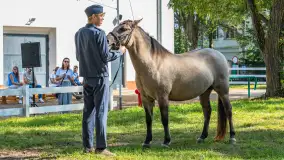 Fotorelacja - 70 lat konika polskiego w Popielnie – jubileuszowe spotkanie - zdjęcie 4