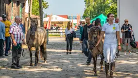 Fotorelacja - 70 lat konika polskiego w Popielnie – jubileuszowe spotkanie - zdjęcie 2