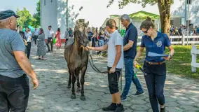 Fotorelacja - 70 lat konika polskiego w Popielnie – jubileuszowe spotkanie - zdjęcie 32
