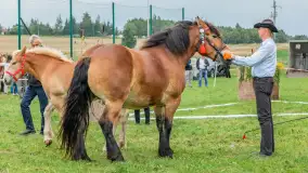 Sulimiada 2025 – przegląd źrebiąt i rodzinny piknik w Sulimach - zdjęcie 12