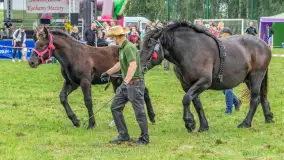 Sulimiada 2025 – przegląd źrebiąt i rodzinny piknik w Sulimach - zdjęcie 41