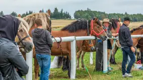 Sulimiada 2025 – przegląd źrebiąt i rodzinny piknik w Sulimach - zdjęcie 60