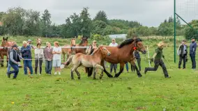 Sulimiada 2025 – przegląd źrebiąt i rodzinny piknik w Sulimach - zdjęcie 35