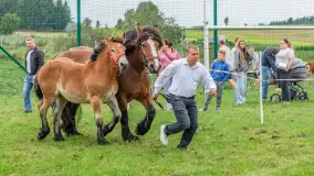 Sulimiada 2025 – przegląd źrebiąt i rodzinny piknik w Sulimach - zdjęcie 48