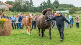 Sulimiada 2025 – przegląd źrebiąt i rodzinny piknik w Sulimach - zdjęcie 78