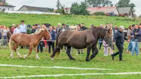 Sulimiada 2025 – przegląd źrebiąt i rodzinny piknik w Sulimach - zdjęcie 83