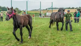Sulimiada 2025 – przegląd źrebiąt i rodzinny piknik w Sulimach - zdjęcie 89