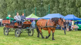 Sulimiada 2025 – przegląd źrebiąt i rodzinny piknik w Sulimach - zdjęcie 77