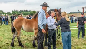 Sulimiada 2025 – przegląd źrebiąt i rodzinny piknik w Sulimach - zdjęcie 108